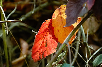 Vibrant Red and Orange Autumn Leaves Close-Up