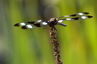 Close-up of a Twelve-spotted Skimmer Dragonfly on a Plant