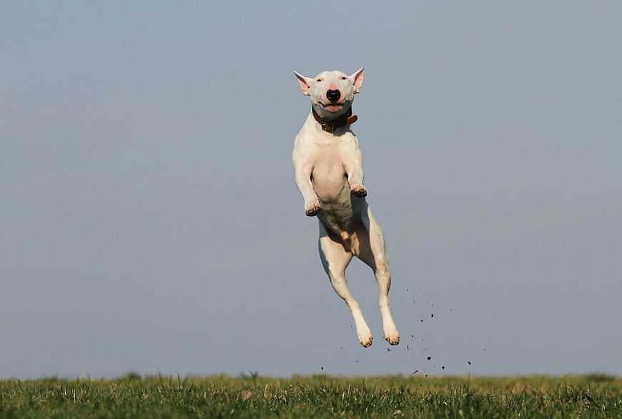 White Bull Terrier Jumping in Green Grass Field