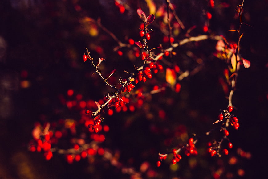 Close-up of red barberry berries on thorny branches