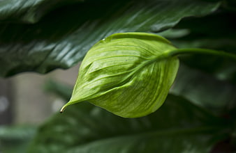 Close-up of a vibrant green peace lily leaf