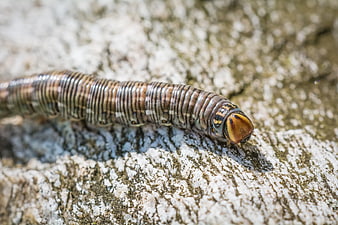 Close-up of a striped caterpillar crawling on textured bark