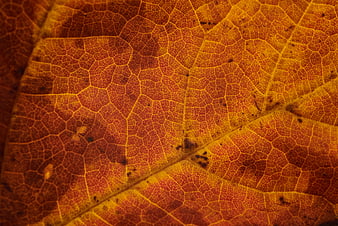 Macro Texture of Autumn Leaf Veins and Patterns