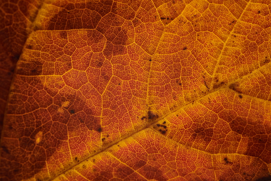 Macro Texture of Autumn Leaf Veins and Patterns