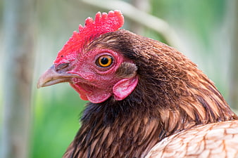 Close-up portrait of a brown hen with red comb