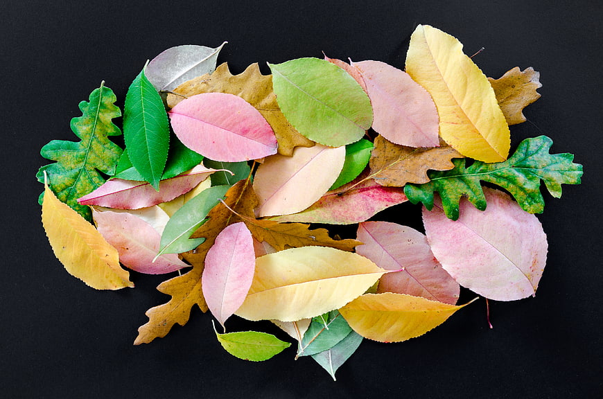 Colorful autumn leaves isolated on black background