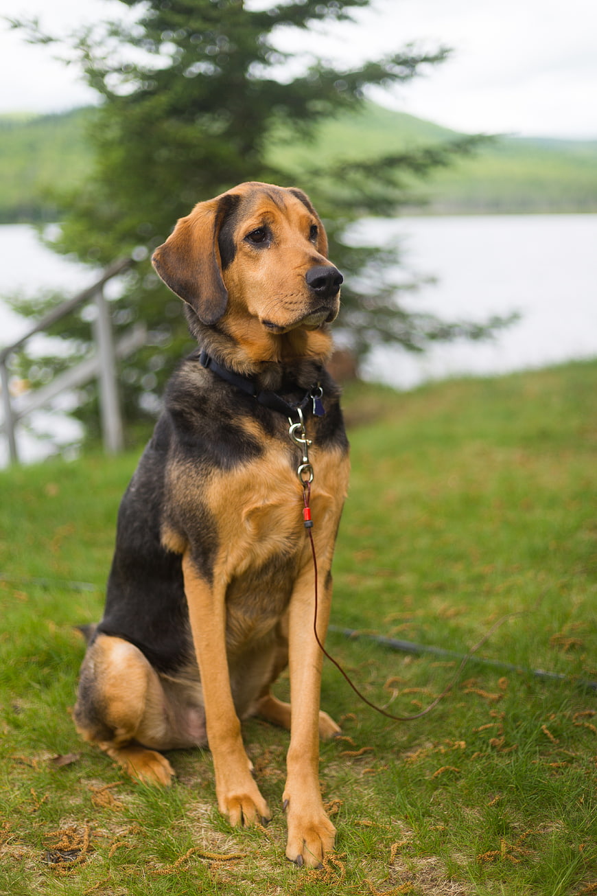 Mixed Breed Dog Sitting on Grass by Lake