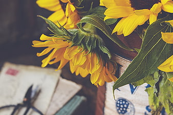Rustic Sunflower Bouquet with Vintage Letters and Scissors