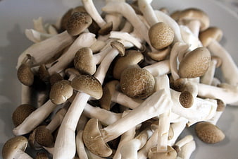 Fresh Beech Mushrooms in a White Bowl