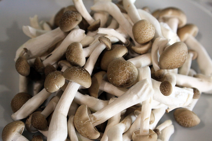 Fresh Beech Mushrooms in a White Bowl