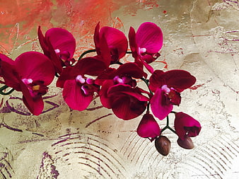 Vibrant Pink Orchids on Textured Gold Background