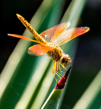 Close-up of Orange Dragonfly on Green Plant Stem