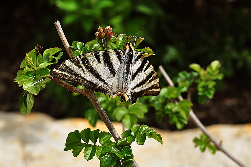 Close-up of a Zebra Longwing Butterfly on a Green Branch