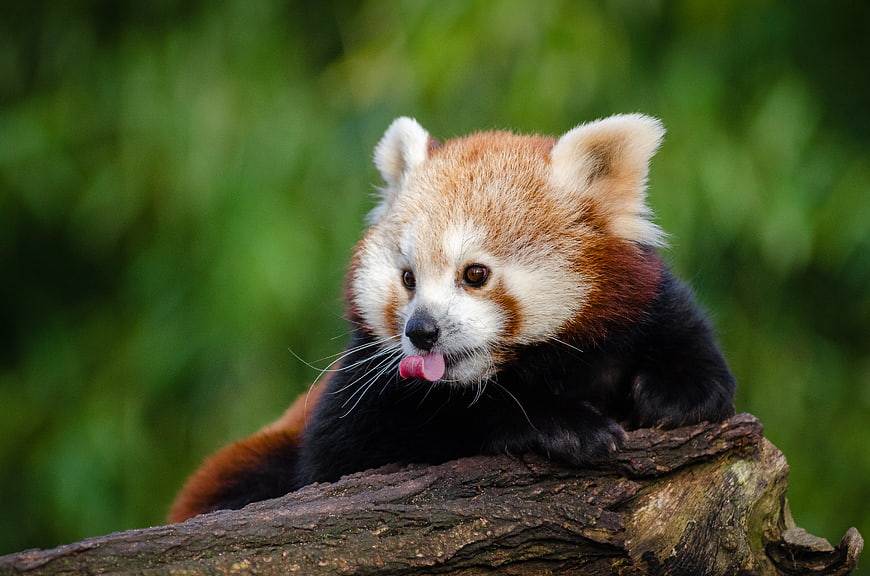 Cute Red Panda Licking Lips on a Log