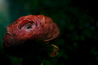 Dark Red Ranunculus Flower with Water Droplets