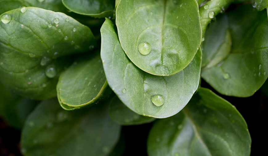 Close-up of fresh green spinach leaves with water droplets