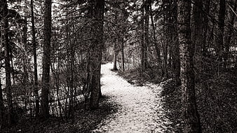 Snowy Forest Path in Black and White