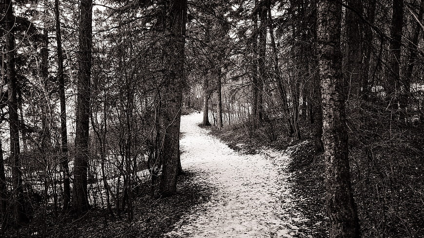 Snowy Forest Path in Black and White