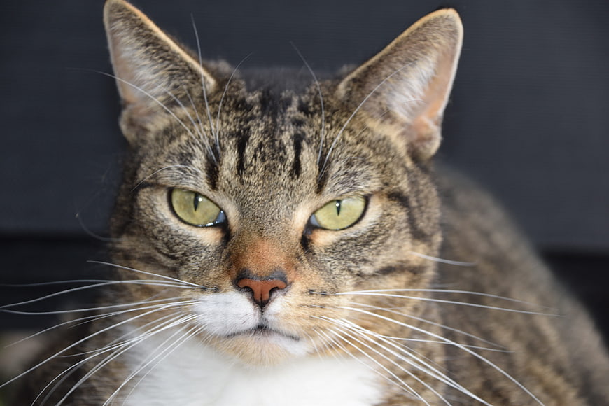 Close-up portrait of a tabby cat with green eyes