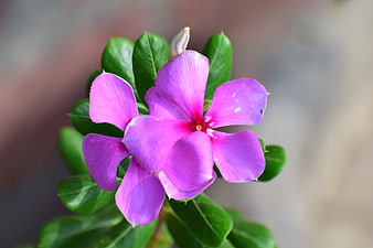 Close-up of vibrant pink periwinkle flower with green leaves
