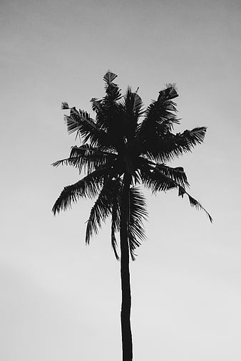 Black and white silhouette of a tall palm tree against gray sky