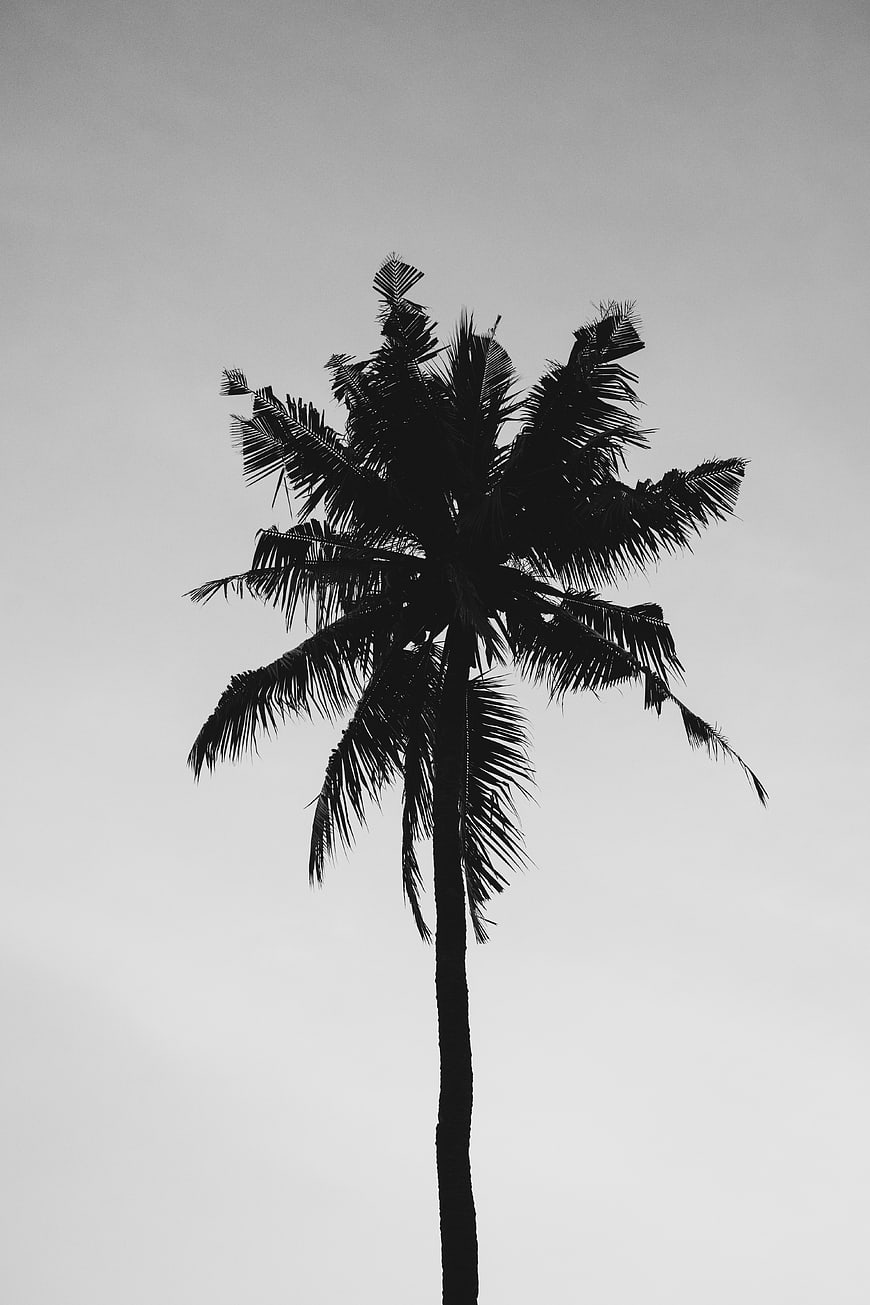 Black and white silhouette of a tall palm tree against gray sky