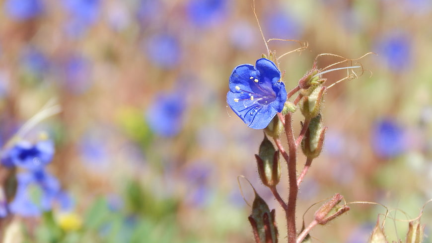Close-up of vibrant blue flower with blurred background