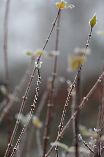 Frost-covered plant stems with emerging spring buds
