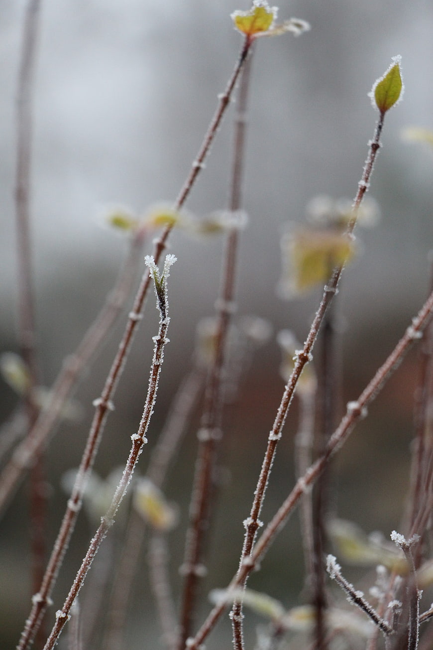 Frost-covered plant stems with emerging spring buds