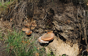 Wild mushrooms growing on a decaying tree stump in a forest