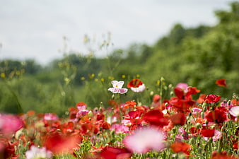 Vibrant Red and Pink Poppies in a Summer Meadow