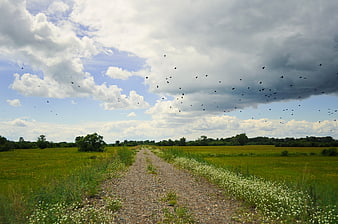 Rural Gravel Road Through Green Meadow With Flying Birds