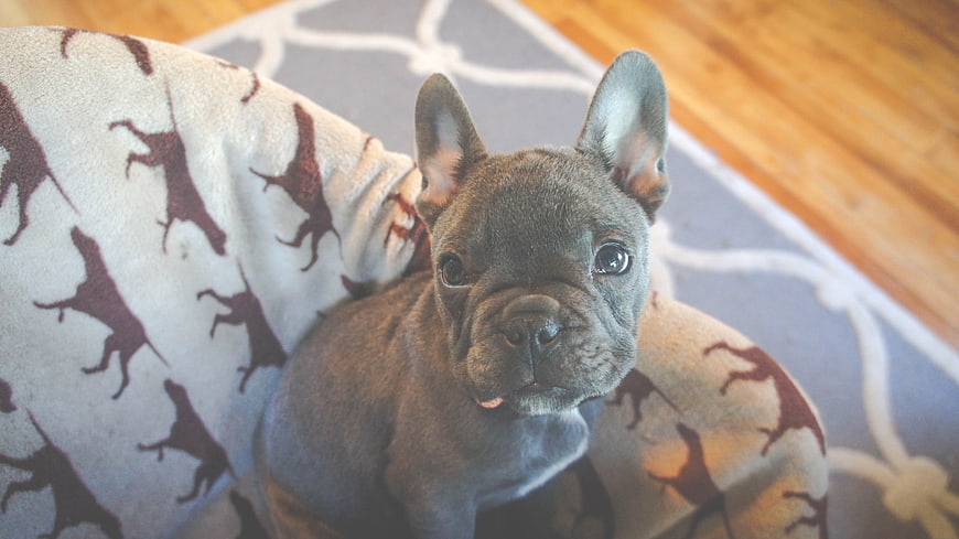 Cute Blue French Bulldog Puppy on Patterned Blanket