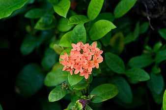 Close-up of vibrant orange Ixora flowers on green leaves