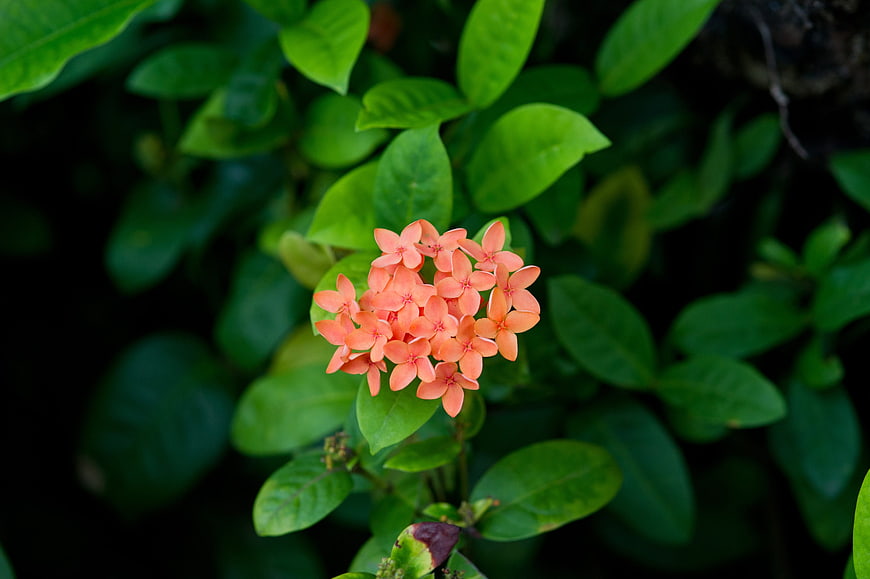 Close-up of vibrant orange Ixora flowers on green leaves