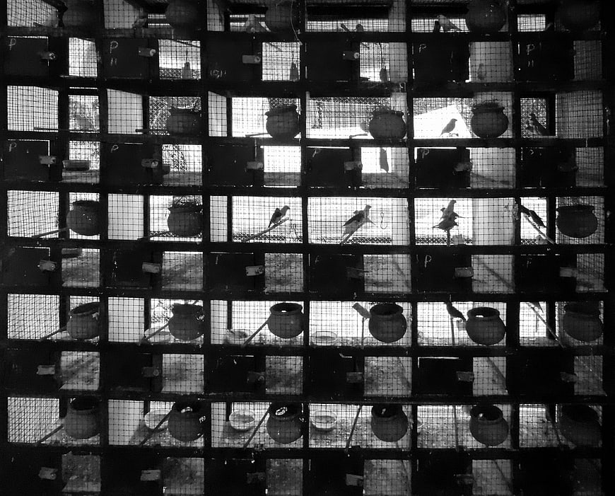 Black and white grid of bird cages with parrots