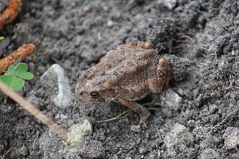 Close-up of a brown toad on dark soil