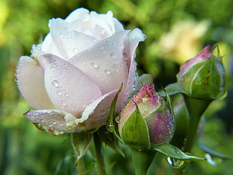 White Rose Blossom With Dewdrops And Green Buds
