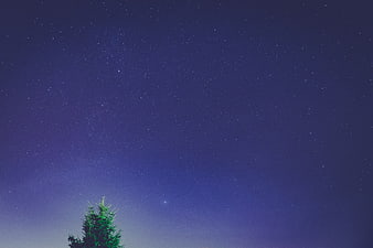 Starry Night Sky with Pine Tree Silhouette