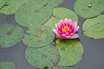 Pink Water Lily Bloom on Green Lily Pads with Water Droplets