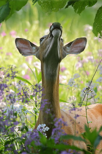 Deer Reaching Up for Leaves in Wildflower Meadow