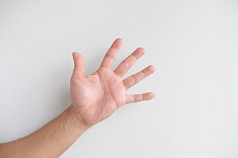 Open Palm Hand Gesture on White Background