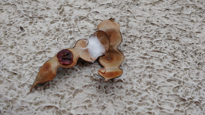 Dried seed pod with spider web on textured concrete