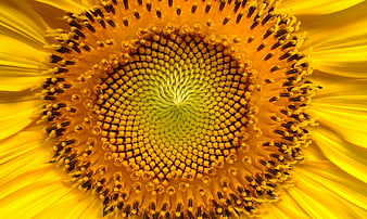 Macro Close-Up of Sunflower Center with Golden Petals