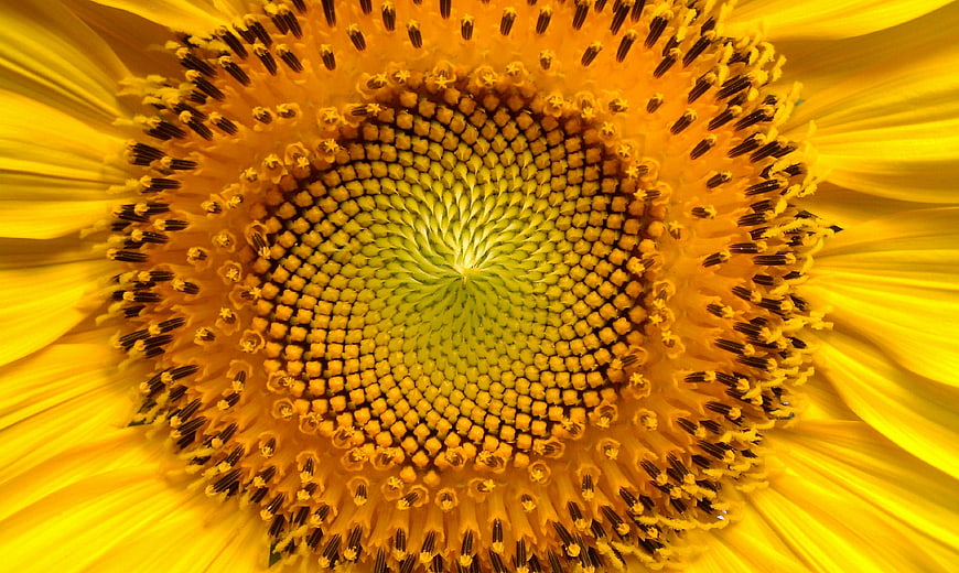 Macro Close-Up of Sunflower Center with Golden Petals