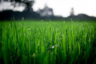 Close-up of vibrant green grass with morning dew drops