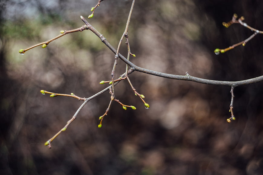 Close-up of tree branch with green buds and water droplets
