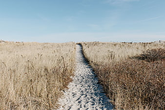 Sandy path through dry grass dunes under blue sky