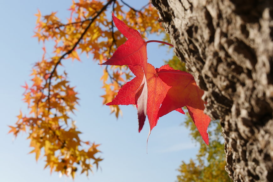 Vibrant red maple leaves against blue sky in autumn