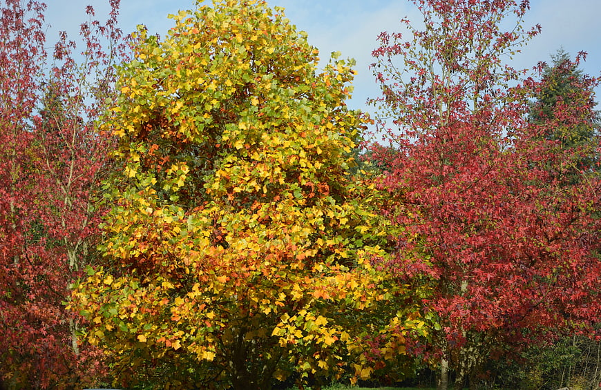 Vibrant autumn trees with yellow and red foliage against blue sky